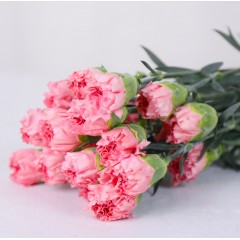 【 FOB KUNMING 】A/B Level Pink Carnation 20PC
