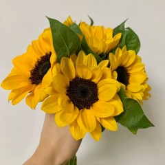 【 FOB KUNMING 】A/B Level Sunflower 10PC